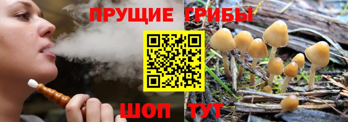 Псилоцибиновые грибы Cubensis Лесосибирск